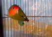 Lovebird female For sale - Karachi Birds