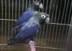 voilet doubel factor breeder pair For sale - Karachi Birds