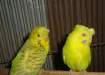 AUSTRALIAN BIRDS For sale - Karachi Birds