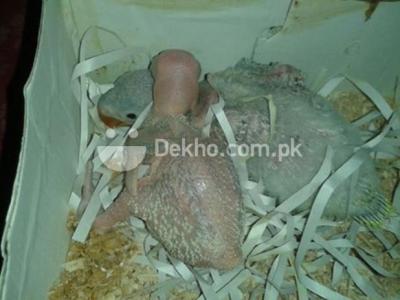 Pahari Chicks For sale - Karachi Birds