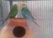 Australian Parrots adult and pathay - Karachi Birds