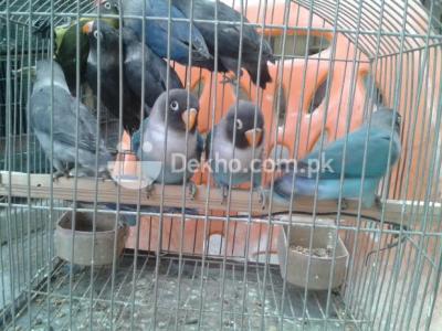 Black Mouve & Blue Personata - Karachi Birds