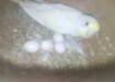 breeding Pair with Eggs - Karachi Birds