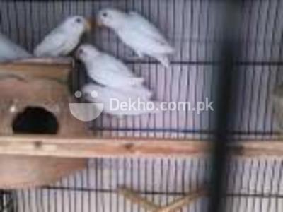Albino, Blue, Move Personata & Lotino  - Karachi Birds