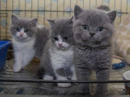 home raised British Shorthair kittens for sale contact us +33745567830 - Zurich Cats, Kittens