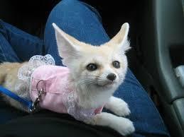 Fennec Foxes kittens ready for sale contact us +33745567830 - Zurich Cats, Kittens