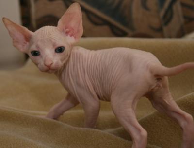 Nice male and female Sphynx Kittens available for sale +33745567830 - Zurich Cats, Kittens