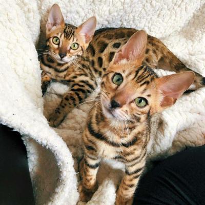 Dedigree Bengal kittens ready now - Basel Cats, Kittens