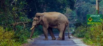 Wonderful Dooars Package Tour with Elephant Safari - Best Deal from NatureWings - Kolkata Other