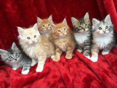 Lovely Maine Coon Kittens for sale - Kuwait Region Cats, Kittens