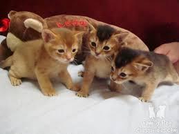 Cute Abyssinian Kittens For Sale contact us +33745567830 - Brussels Cats, Kittens