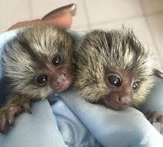 Well trained Marmoset monkeys for sale contact us +33745567830 - Dublin Livestock