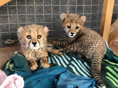 male and female Cheetah cubs for sale contact us +33745567830 - Dublin Livestock