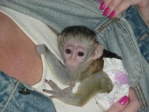 Lovely males and female Capuchin monkeys for sale contact us +33745567830 - Dublin Livestock