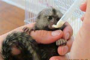 Adorable Marmoset Monkeys for sale contact us +33745567830 - Zurich Livestock