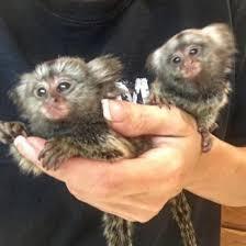 Excellent Marmoset Monkeys for sale contact us +33745567830 - Zurich Livestock