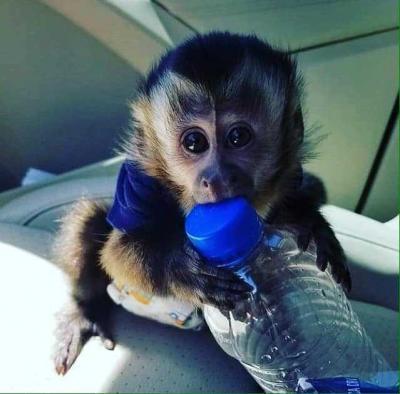 Healthy Capuchin Monkeys for Sale whatsapp for more details contact us +33745567830 - Dublin Livestock