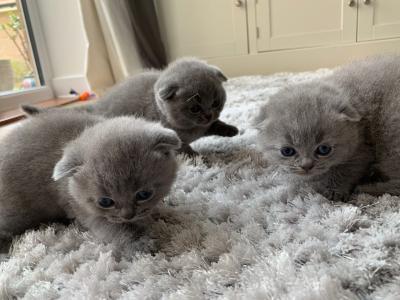 Cute Scottish Fold Kittens sale whatsapp for more details contact us +33745567830 - Vienna Cats, Kittens