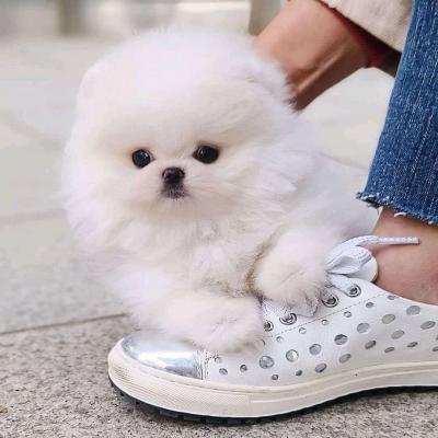 Gorgeous Teacup Pomeranian Puppies for sale contact us +33745567830   - Zurich Dogs, Puppies