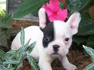 Lovely French bulldog puppies male & female available for sale contact us +33745567830 - Zurich Dogs, Puppies