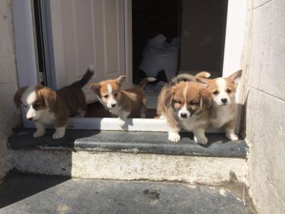 Cute Welsh Corgi Puppies for sale contact us +33745567830 - Zurich Dogs, Puppies