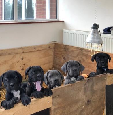 Beautiful Cane Corso puppies for sale contact us +33745567830 - Zurich Dogs, Puppies