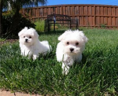 Lovely Maltese Puppies for sale whatsapp for more details contact us +33745567830 - Zurich Dogs, Puppies