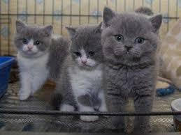 Potty trained male and female British Shorthair Kittens for sale +33745567830 - Vienna Cats, Kittens