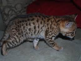 Lovely two Savannah kittens available for sale +33745567830 - Vienna Cats, Kittens