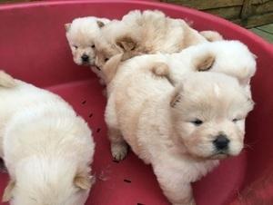 Nice Chow Chow Puppies ready for sale contact us +33745567830 - Berlin Dogs, Puppies