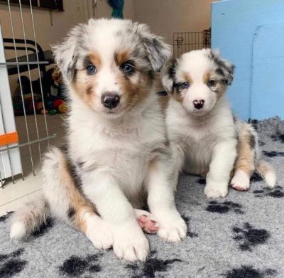 Adorable Australian Shepherds Puppies for Sale whatsapp for more details contact us +33745567830 - Berlin Dogs, Puppies