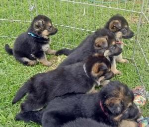 Adorable males and females German Shepherd Puppies ready for sale contact us +33745567830 - Zurich Dogs, Puppies