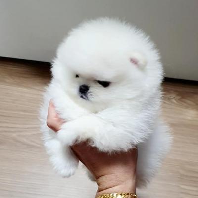 Gorgeous Tiny Teacup Pomeranian Puppies For sale contact us +33745567830 - Zurich Dogs, Puppies