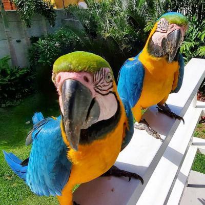 Pair of Blue and Gold Macaw Parrots For Sale contact us +33745567830 - Berlin Birds