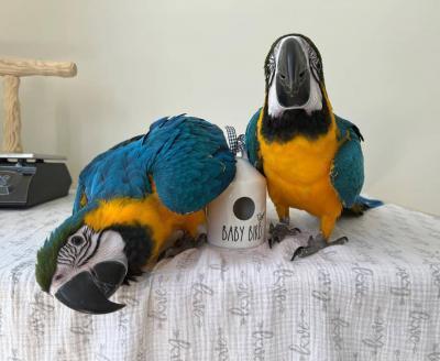Pair of male and female Blue and Gold Macaw Parrots For Sale contact us +33745567830 - Dublin Birds