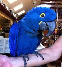 Pair of Bonded Hyacinth Macaw Parrots for sale contact us +33745567830 - Brussels Birds