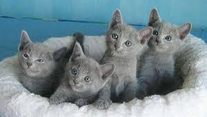 Pedigree male and female Russian Blue Kittens for sale contact us +33745567830 - Zurich Cats, Kittens