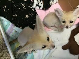 Healthy Fennec Foxes Kittens Available for sale contact us +33745567830 - Zurich Cats, Kittens