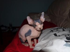 Registered Sphynx Kittens for sale contact us +33745567830 - Vienna Cats, Kittens