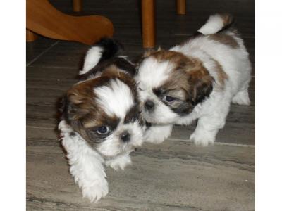 Lovely Shih Tzu puppies available for sale - Kuwait Region Dogs, Puppies