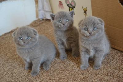 Well trained Male and female Scottish Fold kittens for sale contact us +33745567830 - Vienna Cats, Kittens