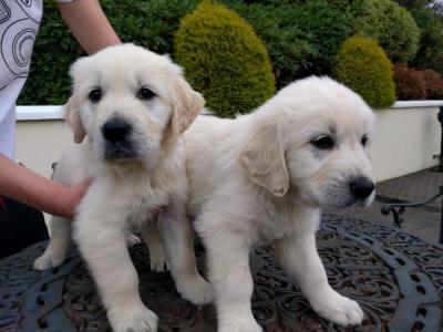 Family Golden Retriever puppies for sale contact us +33745567830