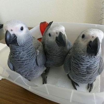 African gray parrots for sale whatsapp for more details contact us +33745567830 - Berlin Birds