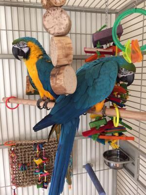 Beautiful Blue and Gold macaw parrots for sale contact us +33745567830 - Berlin Birds