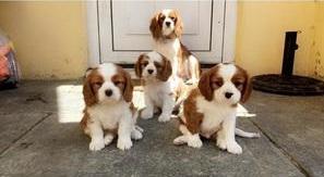Gorgeous Cavalier king Charles spaniel puppies for sale contact us +33745567830 - Berlin Dogs, Puppies