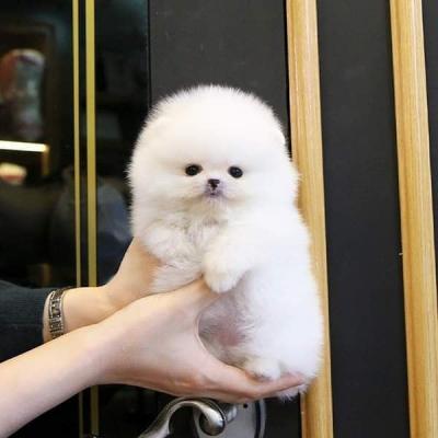 Gorgeous white Teacup Pomeranian Puppies ready for sale contact us +33745567830 - Zurich Dogs, Puppies