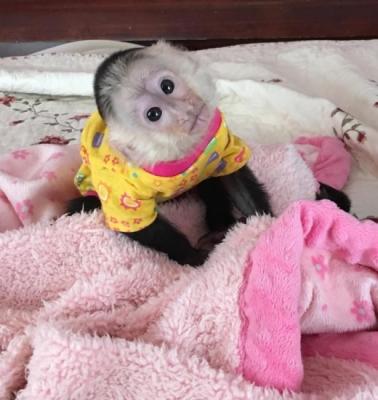 Healthy  Capuchin Monkeys for Sale  - Kuwait Region Livestock