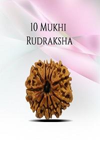 Buy Lab Certified 10 Mukhi Rudraksha From Rashi Ratan Bhagya  - Jaipur Other
