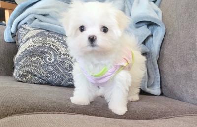 Healthy Maltese puppies For Sale.iksdafag. - New York Dogs, Puppies