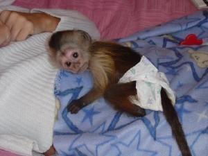 Males and female Capuchin Monkeys for sale contact us +33745567830